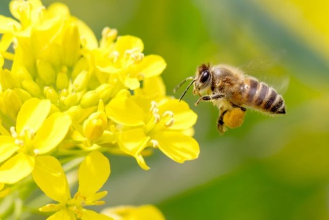    Безпека бджіл при застосуванні пестицидів