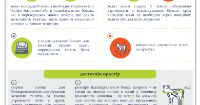 Нові вимоги до благополуччя телят з 1 січня 2026 року: що потрібно знати